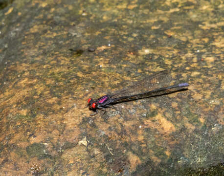 Image of Argia orichalcea Hagen ex Selys 1865