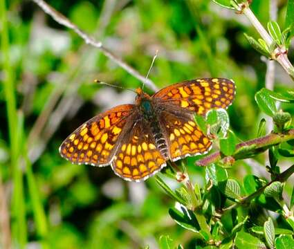 Image of Northern Checkerspot