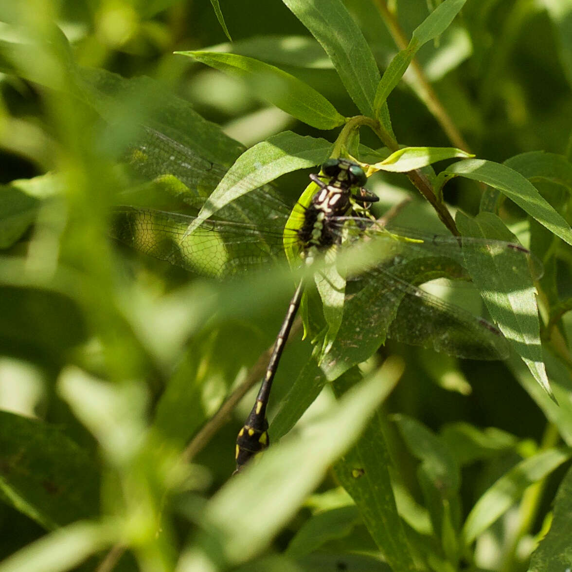 Image of Riverine Clubtail