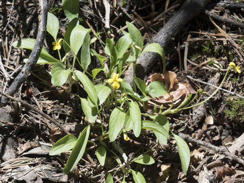 Image of Baker's violet