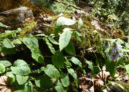 Image de Melanoseris bracteata (Hook. fil. & Thomson ex C. B. Cl.) N. Kilian