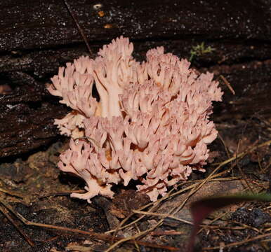 Image of Ramaria australiana (Cleland) R. H. Petersen 1969