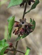 Imagem de Matelea pubiflora (Decne.) R. E. Woodson