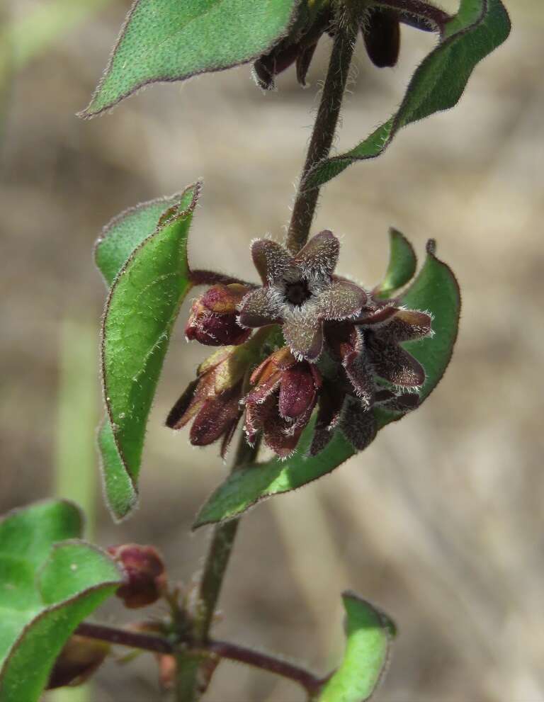 Sivun Matelea pubiflora (Decne.) R. E. Woodson kuva