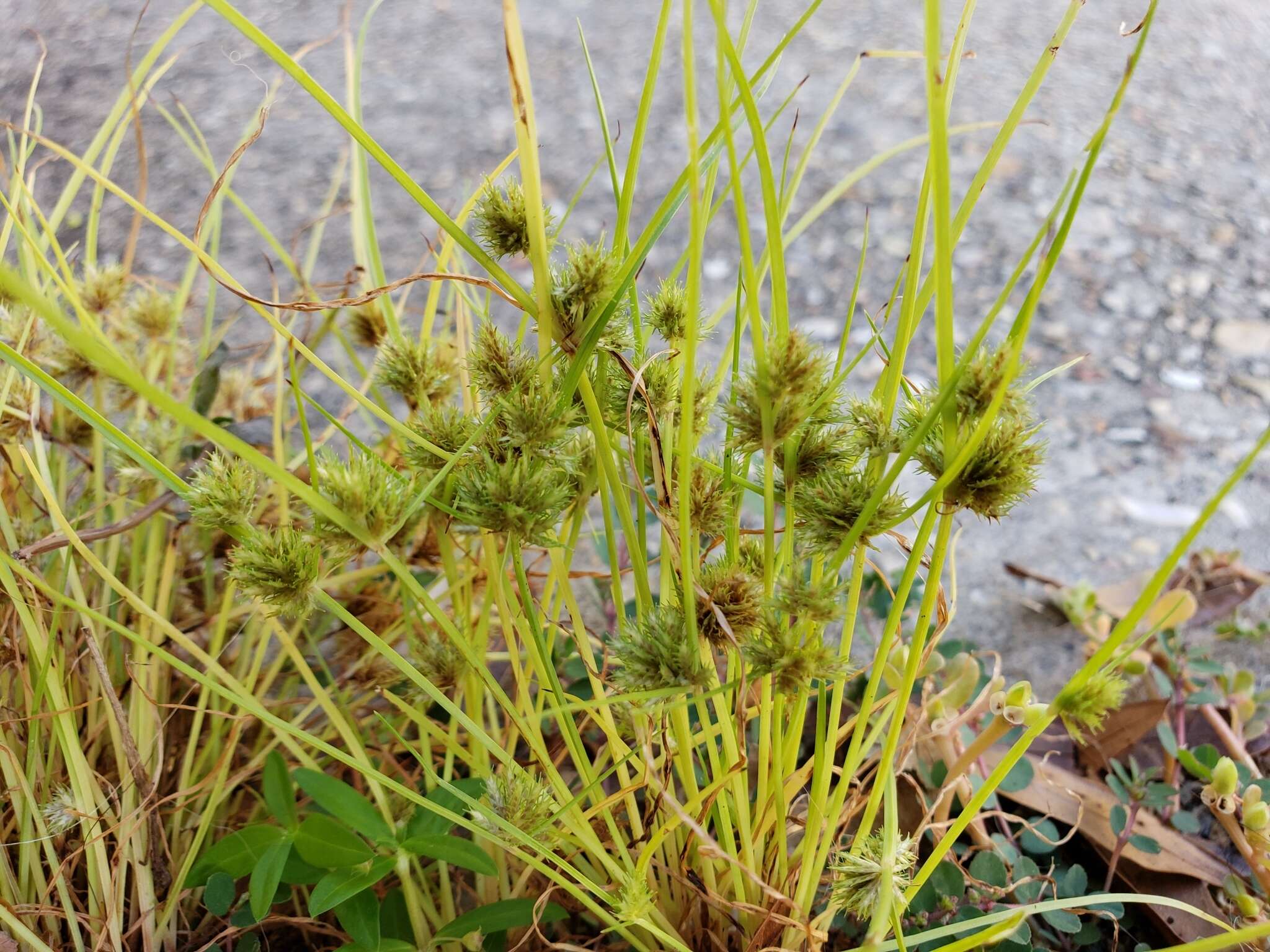 Image of bearded flatsedge