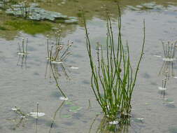 Image of Horsefly's-Eye