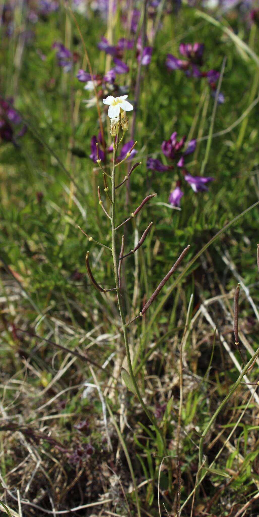 صورة Arabidopsis lyrata subsp. petraea (L.) O'Kane & Al-Shehbaz