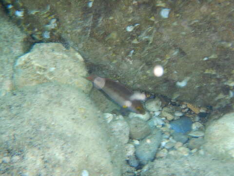 Image of Axillary Wrasse