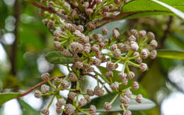 Image de Daphniphyllum calycinum Benth.