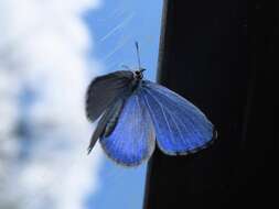 Image of <i>Celastrina neglectamajor</i>