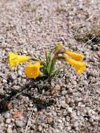 Image of petticoat daffodil