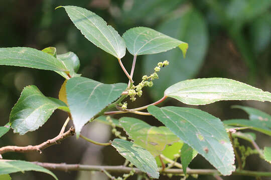 Pipturus argenteus (G. Forster) Wedd.的圖片