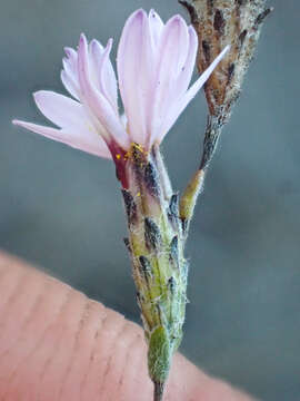 Imagem de Lessingia arachnoidea Greene