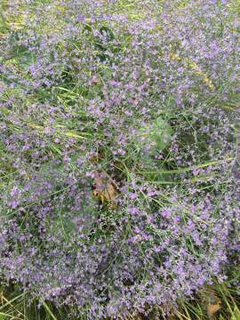 Image of Sea lavendar