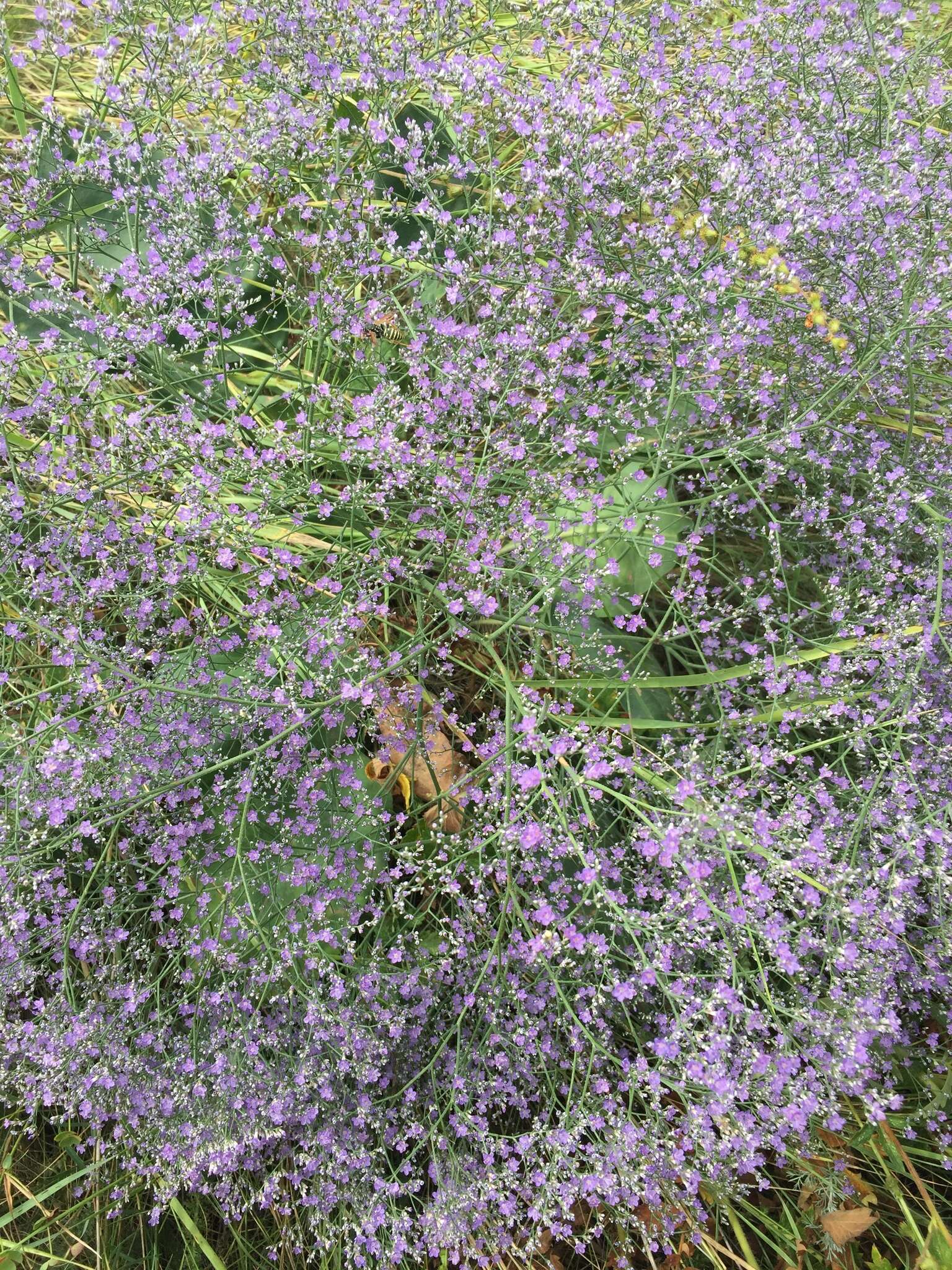 Imagem de Limonium gerberi A. Soldano