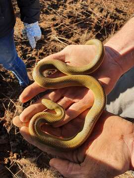 Image of Aurora House Snake