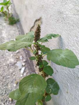 Image of Amaranthus blitum subsp. blitum