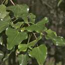 صورة Barklya syringifolia F. Muell.