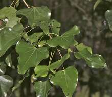 Plancia ëd Barklya syringifolia F. Muell.