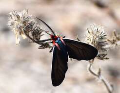 Image de Ctenucha brunnea Stretch 1872