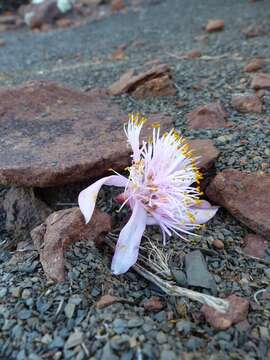 Haemanthus barkerae Snijman的图像