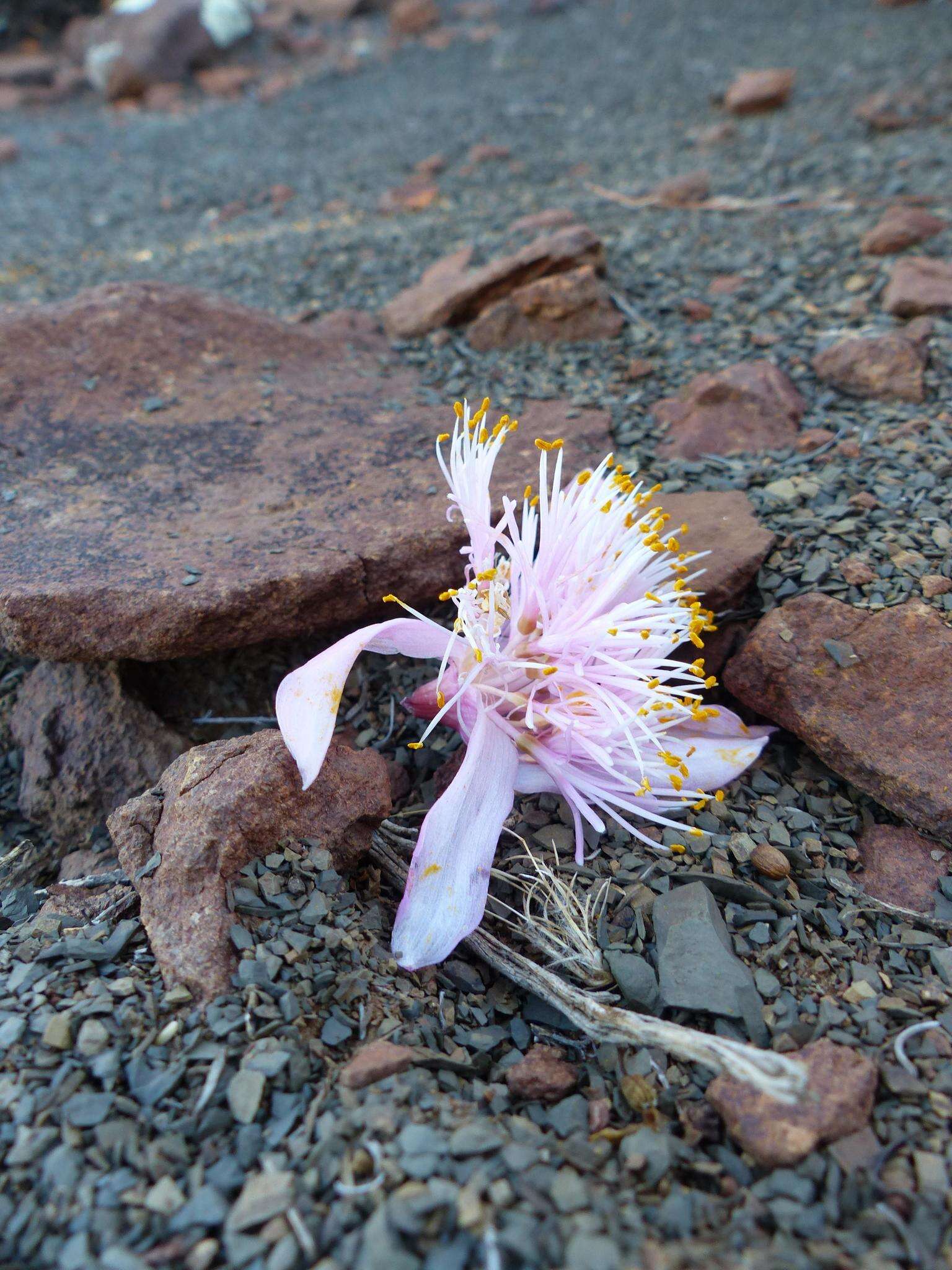 Haemanthus barkerae Snijman的图像