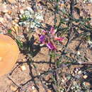 Image of Polygala pubiflora Burch. ex DC.