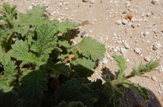 Image of fanleaf vervain