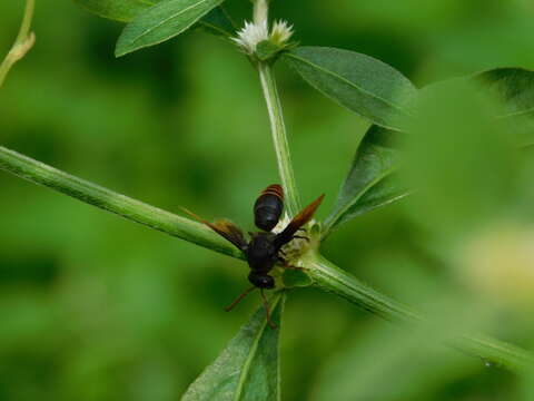 Rhynchium haemorrhoidale (Fabricius 1775)的圖片