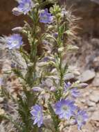 Malesherbia paniculata D. Don resmi