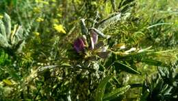 صورة Mundulea barclayi (Hook.) Du Puy