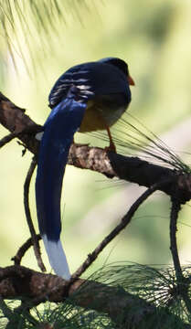 Image of Blue Magpie