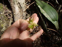 Imagem de Aeranthes ramosa Rolfe