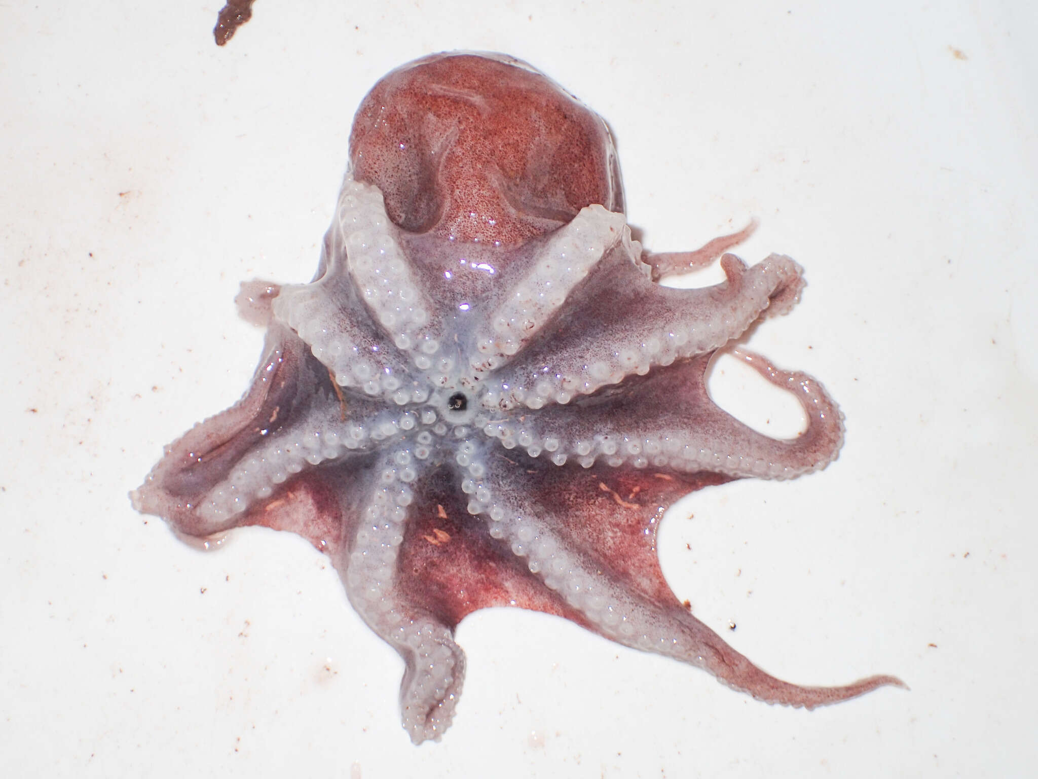 Image of spoonarm octopus