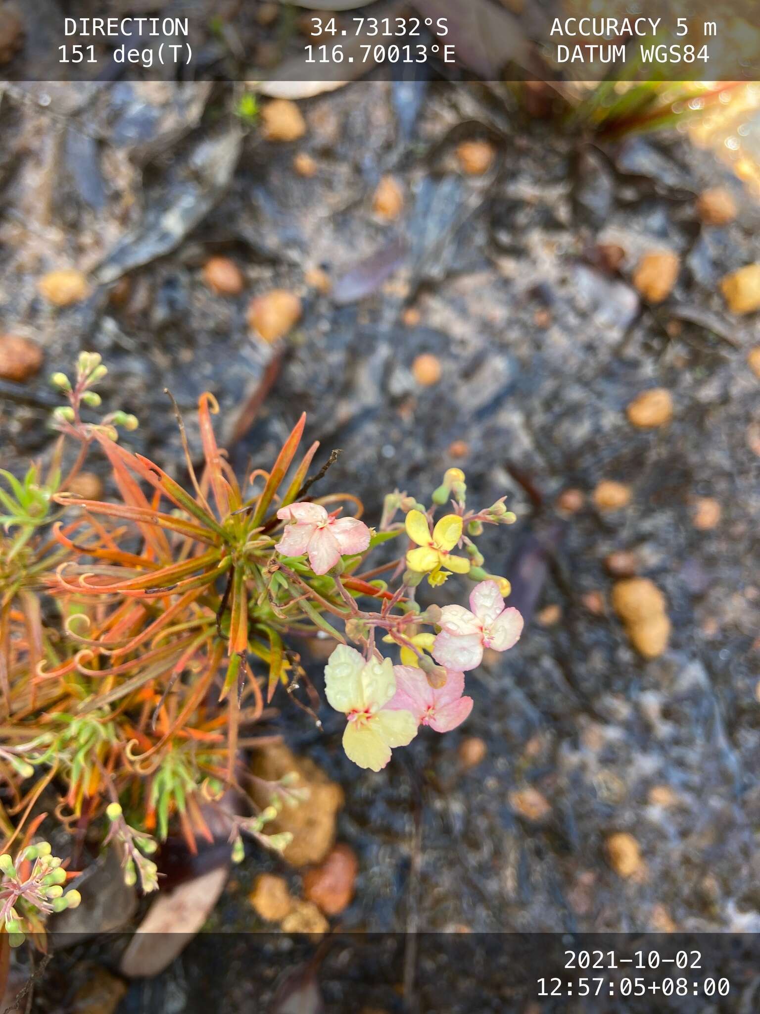 Image of Stylidium scandens R. Br.