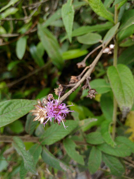 Image of Lepidaploa karstenii (Sch. Bip.) H. Rob.