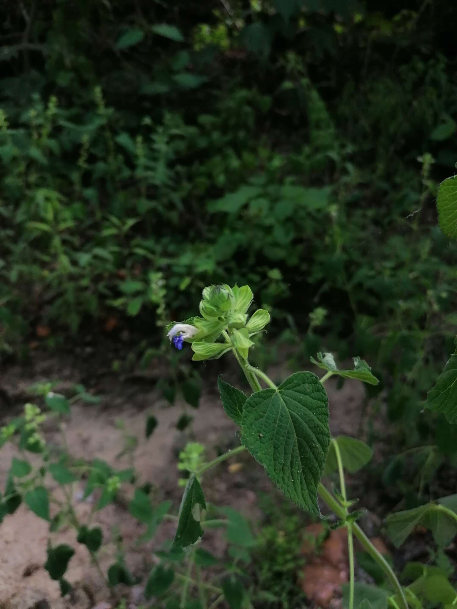 Image of Salvia herbacea Benth.