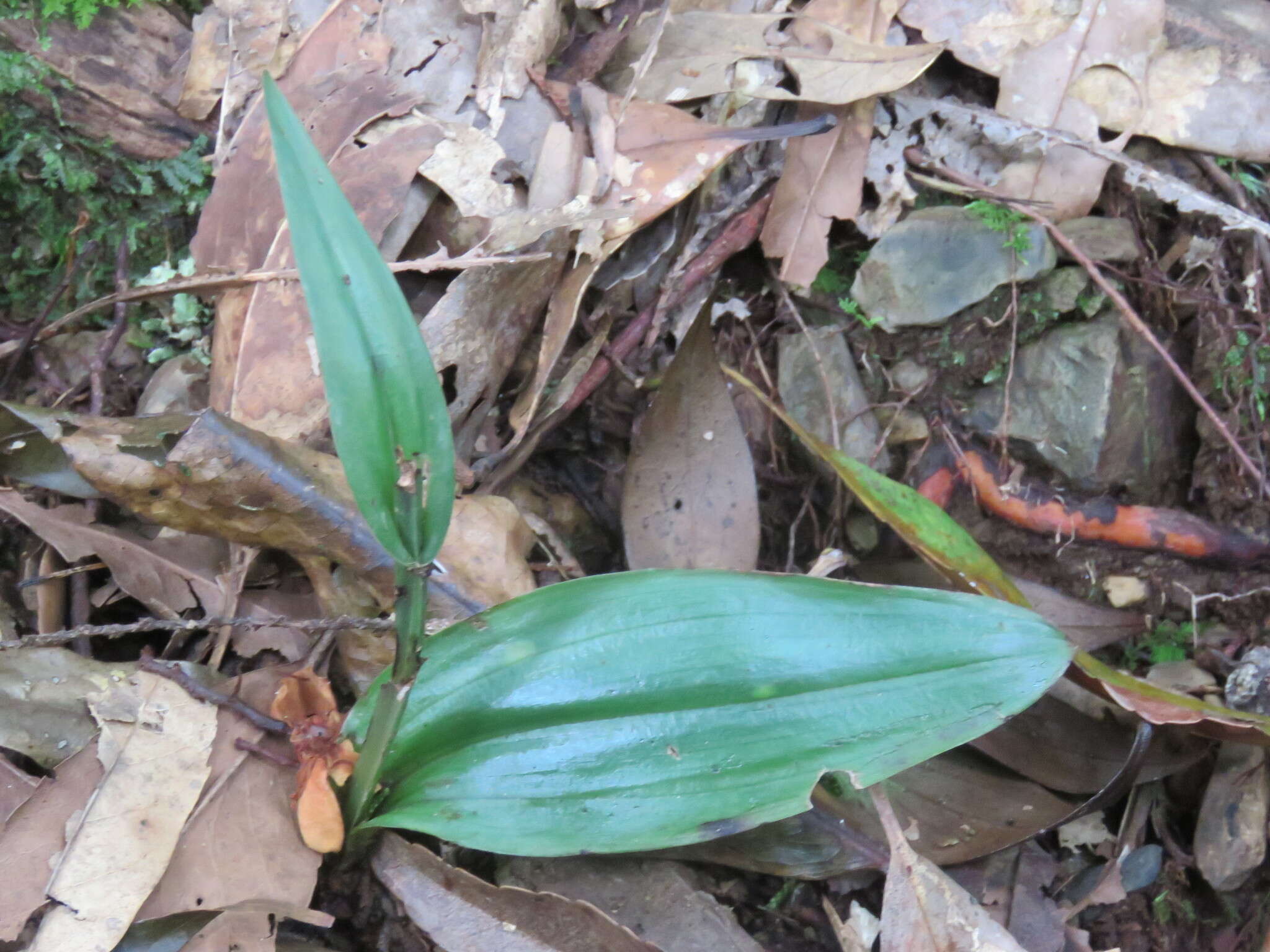 Слика од Platanthera minor (Miq.) Rchb. fil.