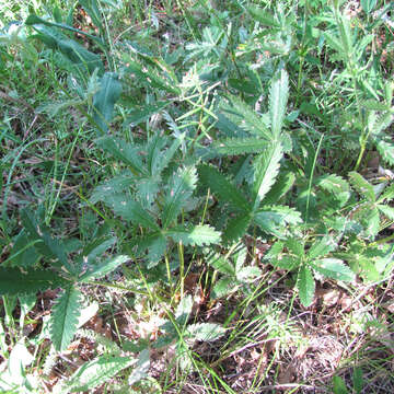 Слика од Potentilla pulcherrima Lehm.