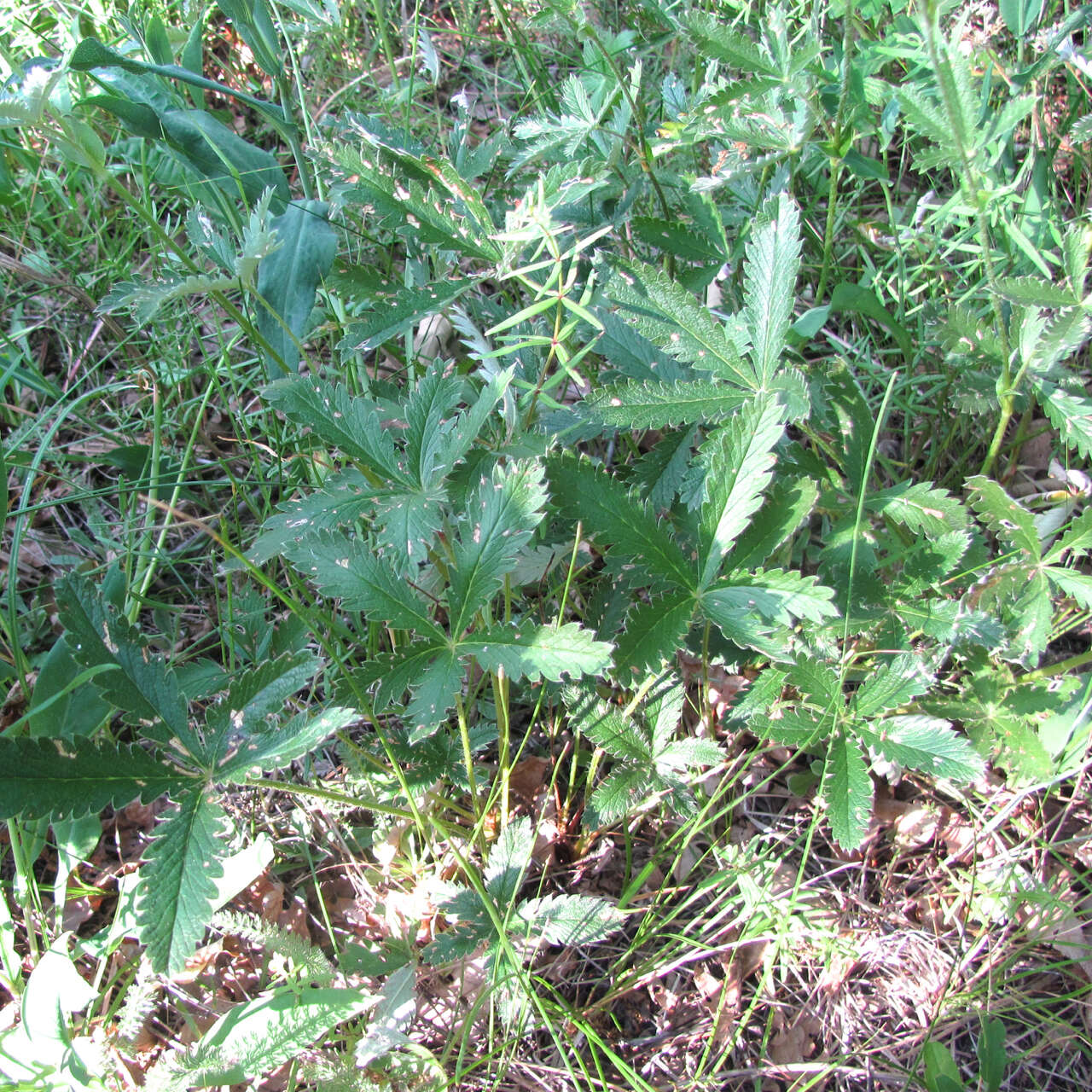 Image of Soft Cinquefoil