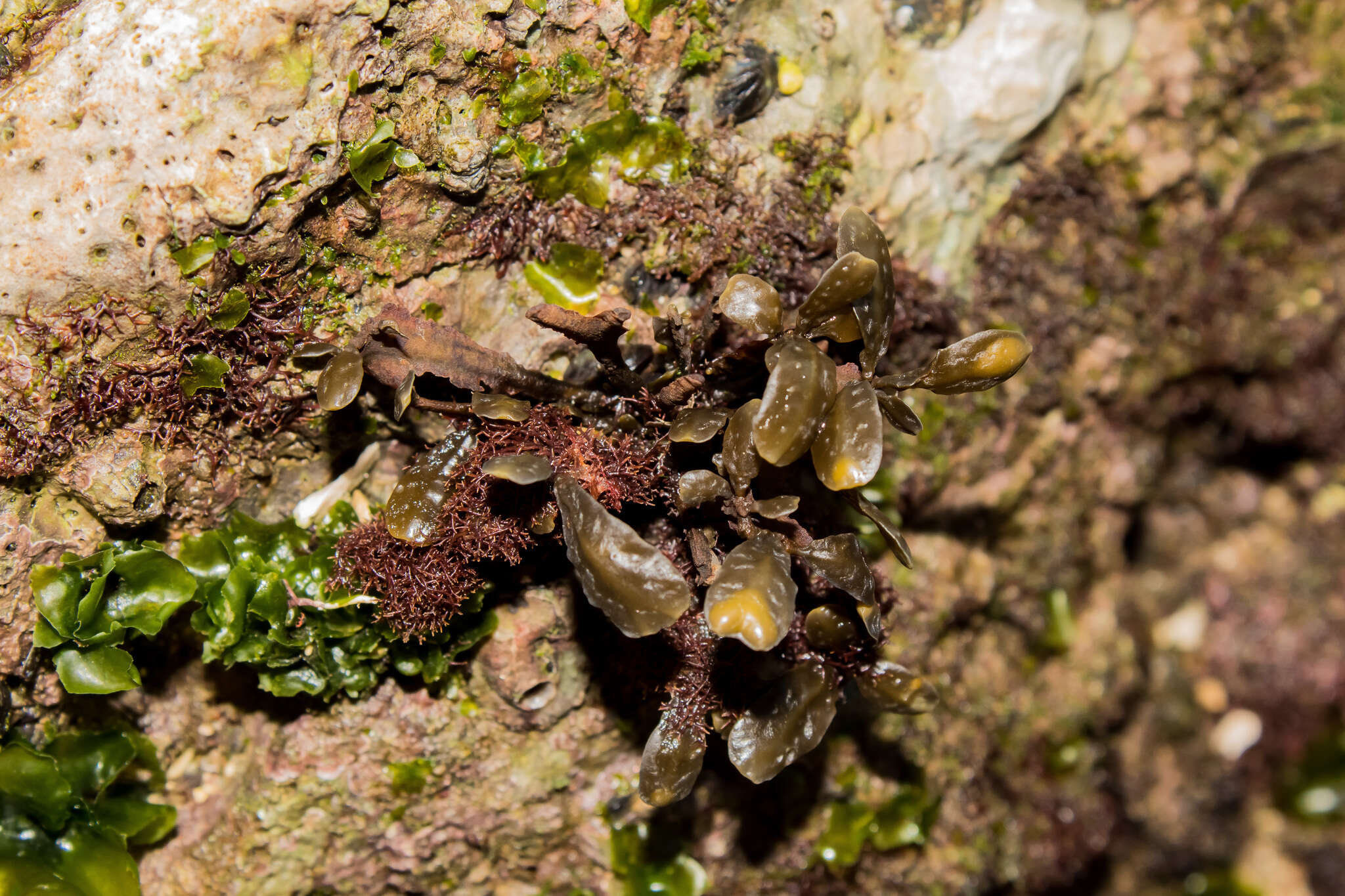 Image de Fucus virsoides