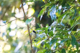 Image of Black-cheeked Warbler