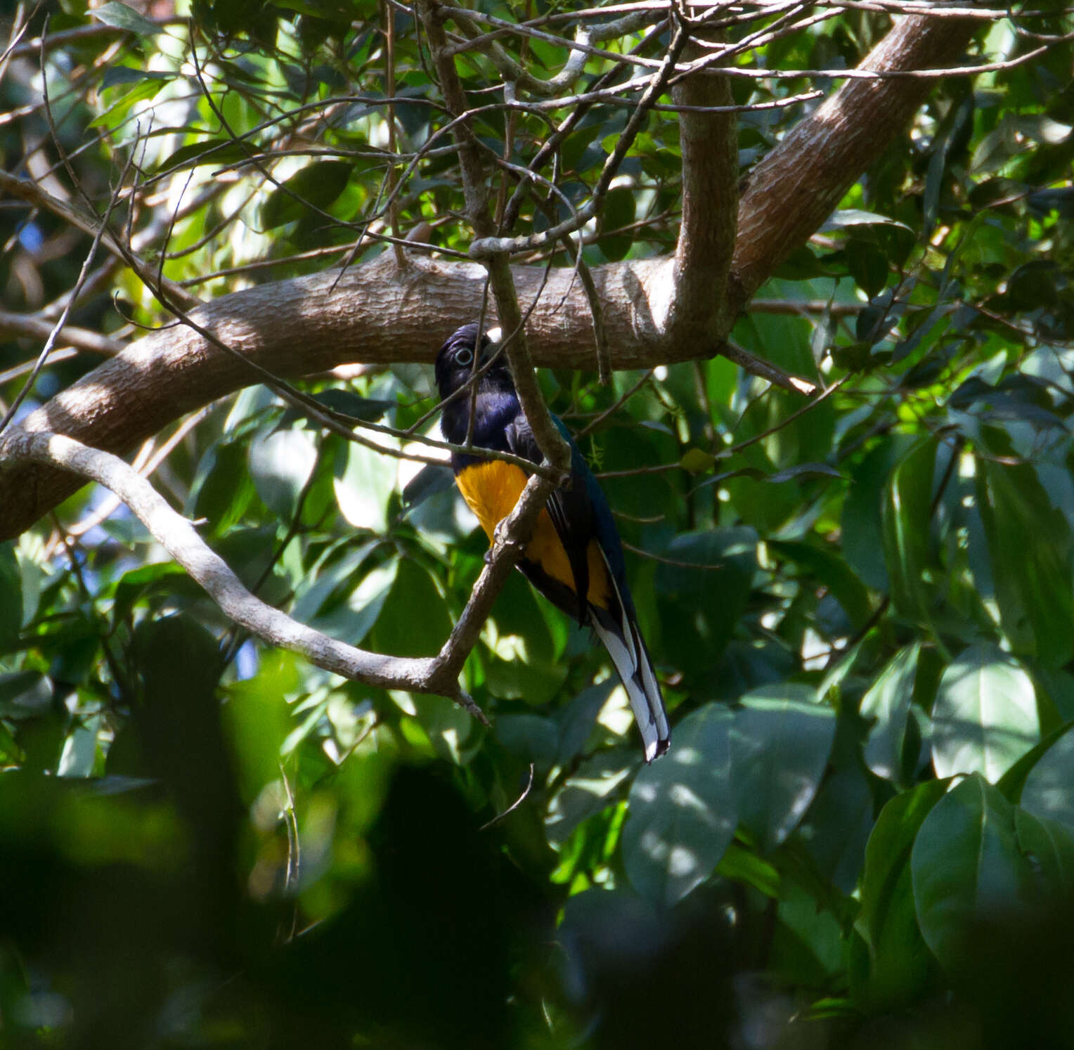 Image of Amazonian White-tailed Trogon
