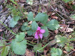 Image de Rubus arcticus subsp. acaulis (Michx.) Focke