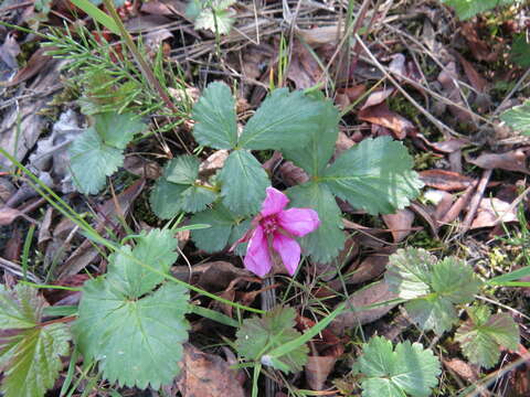 Image of dwarf raspberry