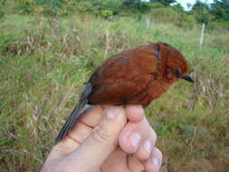 Image of Ruddy Spinetail