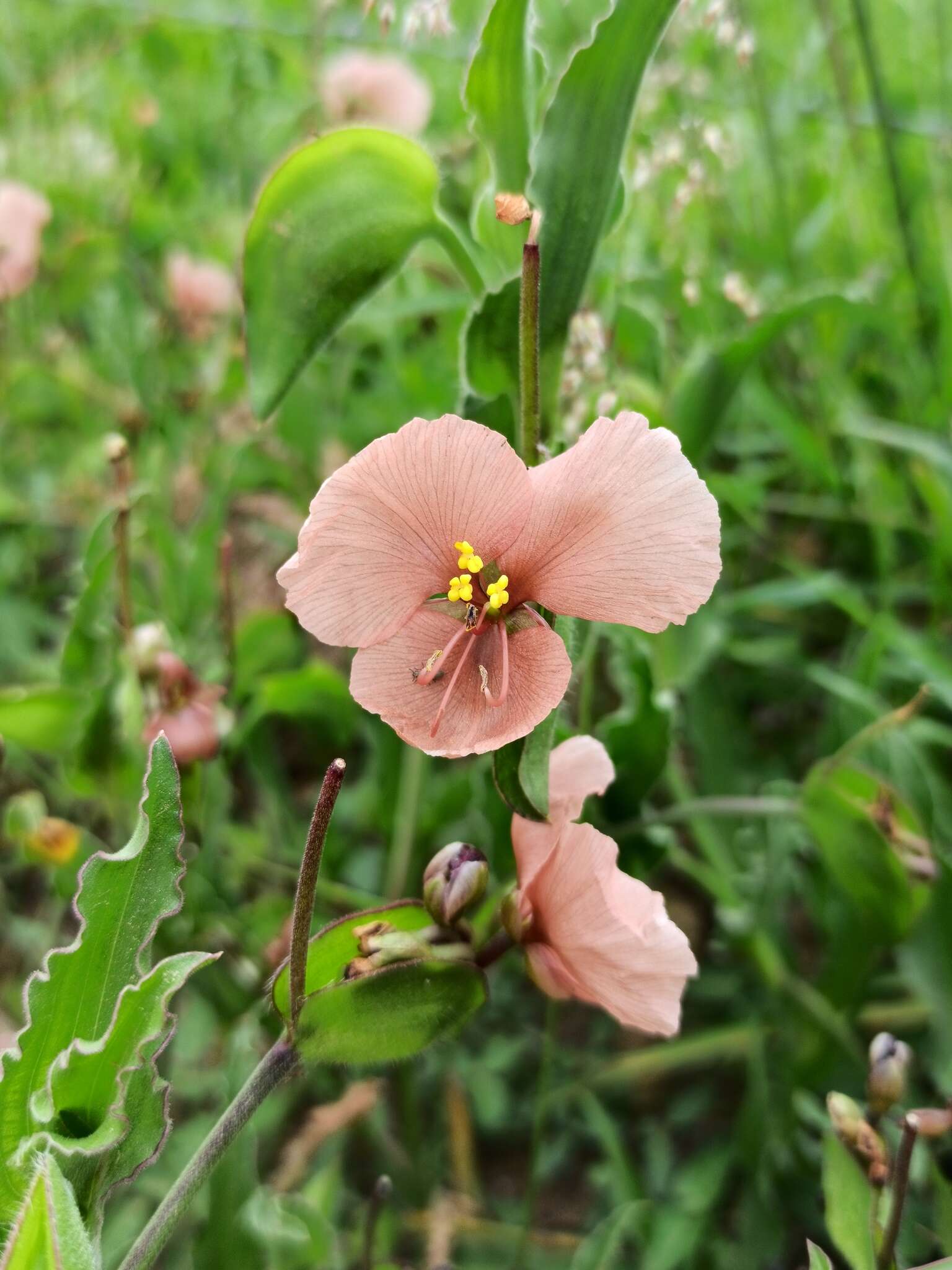 Sivun Commelina scabra Benth. kuva