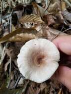 Imagem de Lactarius cinereus Peck 1872