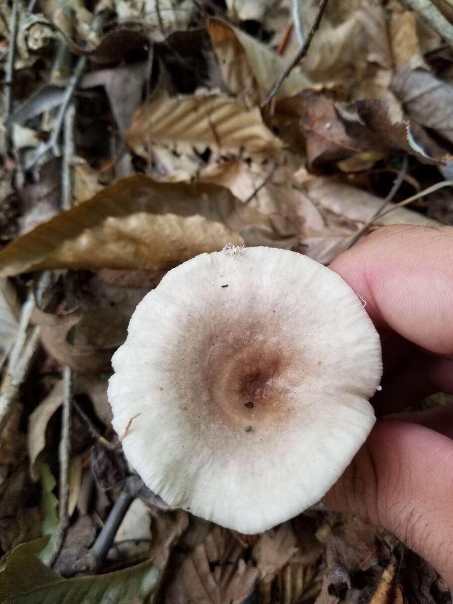 Image of Lactarius cinereus Peck 1872