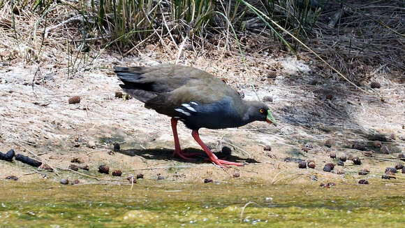 Image of Black-tailed Native-hen